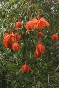 Passiflora parritae